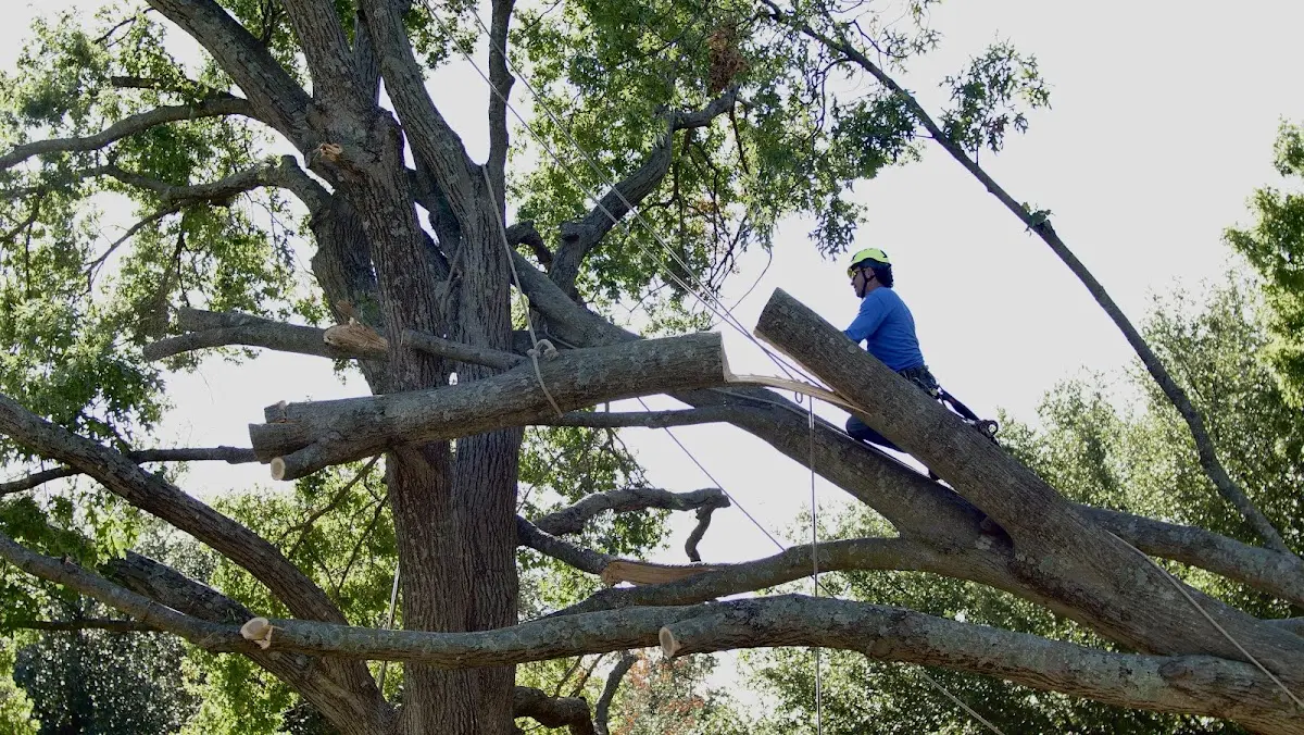 Professional Crown Thinning performed by certified arborists in Austin